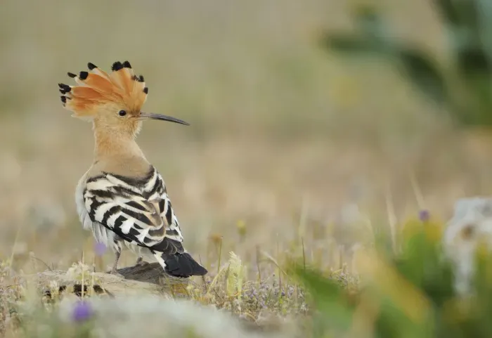 Framed Print : Hoopoe (Upupa epops) La Serena, Extremadura, Spain, April 2009