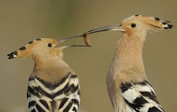 Hoopoe (Upupa epops) male feeding female in courtship display, La Serena, Extremadura