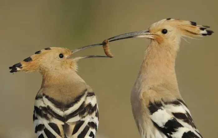 Framed Print : Hoopoe (Upupa epops) male feeding female in courtship display, La Serena, Extremadura Framed Print : Hoopoe (Upupa epops) male feeding female in courtship display, La Serena, Extremadura