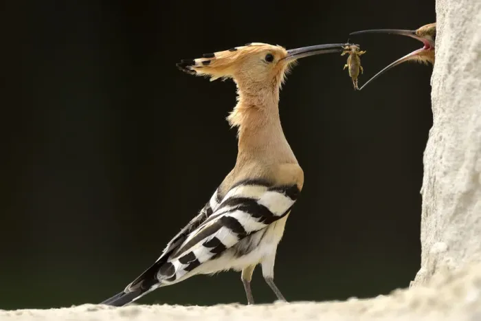 Framed Print : Hoopoe (Upupa epops) male feeding female in courtship display, Pusztaszer, Hungary, April Framed Print : Hoopoe (Upupa epops) male feeding female in courtship display, Pusztaszer, Hungary, April