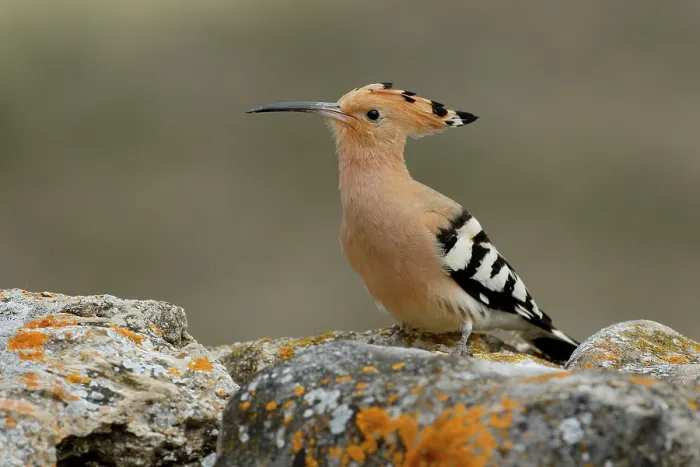 Framed Print : Hoopoe (Upupa epops) portrait, La Rioja, Spain. May Framed Print : Hoopoe (Upupa epops) portrait, La Rioja, Spain. May
