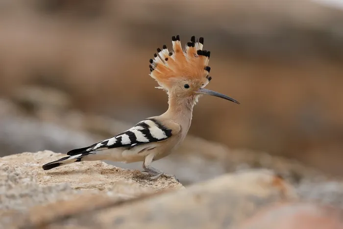 Framed Print : Hoopoe (Upupa epops) portrait, La Rioja, Spain. May Framed Print : Hoopoe (Upupa epops) portrait, La Rioja, Spain. May