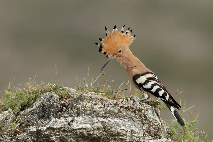 Framed Print : Hoopoe (Upupa epops) portrait, La Rioja, Spain. June Framed Print : Hoopoe (Upupa epops) portrait, La Rioja, Spain. June