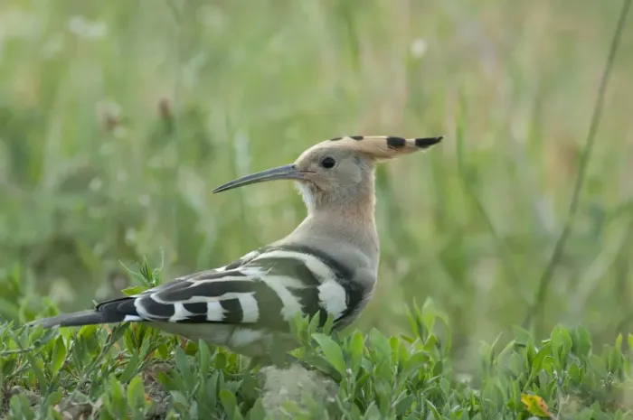 Framed Print : Hoopoe (Upupa epops) portrait, Moldova, June Framed Print : Hoopoe (Upupa epops) portrait, Moldova, June