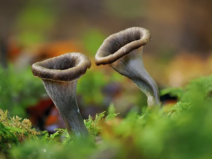 Framed Print : Horn of plenty fungi (Craterellus cornucopioides) growing among moss on woodland floor, Buckinghamshire, England, UK. October. Focus stacked Framed Print : Horn of plenty fungi (Craterellus cornucopioides) growing among moss on woodland floor, Buckinghamshire, England, UK. October. Focus stacked
