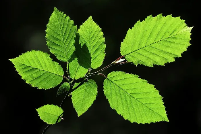 Framed Print : Hornbeam (Carpinus betulus) foliage backlit on a spring afternoon, Dorset, UK. May Framed Print : Hornbeam (Carpinus betulus) foliage backlit on a spring afternoon, Dorset, UK. May
