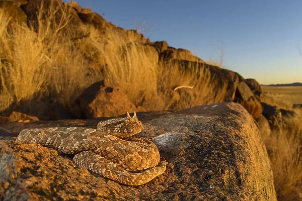 Horned adder (Bitis caudalis) camouflaged in its environment, Namib Naukluft National Park