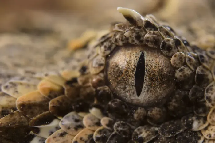 Framed Print : Horned adder (Bitis caudalis) close up of eye, Brandberg area, Namibia