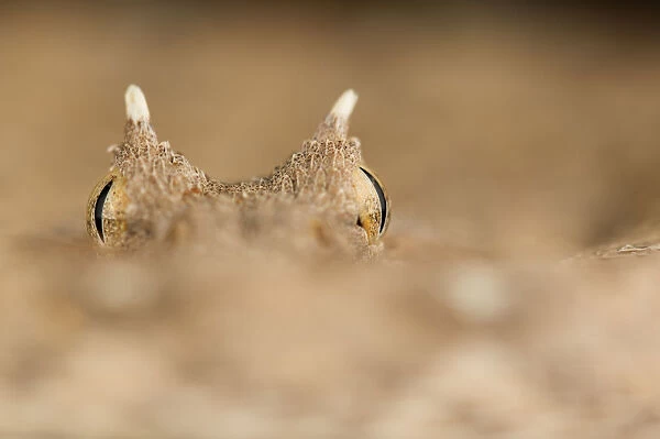 Horned adder (Bitis caudalis) eyes and horns, Swakopmund, Erongo, Namibia
