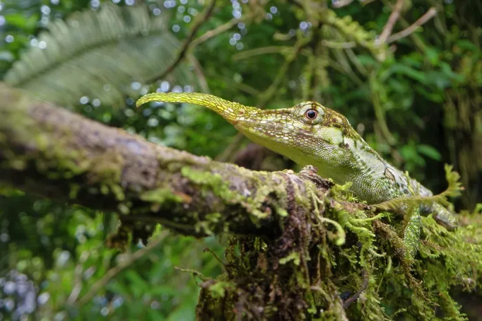 Framed Print : Horned anole (Anolis proboscis) male, resting on branch, camouflaged in canopy vegetation, Cloud forest, Mindo, Pacific slope, Ecuador. Endangered Framed Print : Horned anole (Anolis proboscis) male, resting on branch, camouflaged in canopy vegetation, Cloud forest, Mindo, Pacific slope, Ecuador. Endangered
