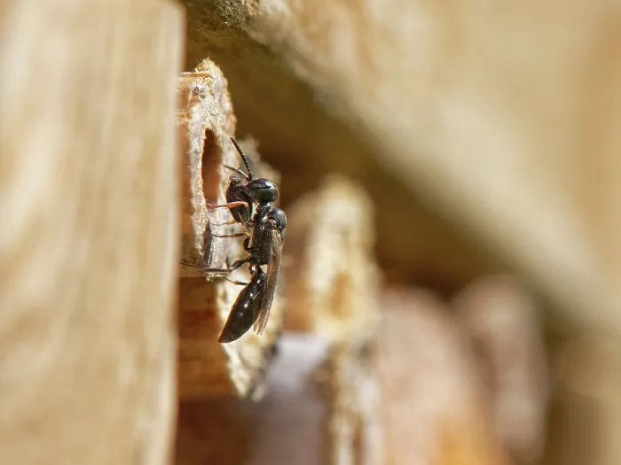Framed Print : Horned black wasp (Passaloecus corniger) entering nest burrow in an insect hotel with a Black bean aphid (Aphis fabae) Framed Print : Horned black wasp (Passaloecus corniger) entering nest burrow in an insect hotel with a Black bean aphid (Aphis fabae)