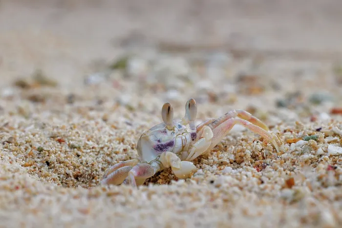 Framed Print : Horned ghost crab (Ocypode ceratophthalmus) emerging from its burrow on beach, Guam, Federated States of Micronesia Framed Print : Horned ghost crab (Ocypode ceratophthalmus) emerging from its burrow on beach, Guam, Federated States of Micronesia