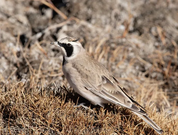 Framed Print : Horned lark (Eremophila alpestris) male, portrait, Hanle, Ladakh, India Framed Print : Horned lark (Eremophila alpestris) male, portrait, Hanle, Ladakh, India