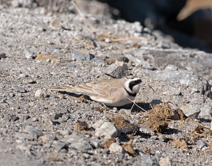 Framed Print : Horned lark (Eremophila alpestris) male, resting on rocky ground, Hanle, Ladakh, India Framed Print : Horned lark (Eremophila alpestris) male, resting on rocky ground, Hanle, Ladakh, India