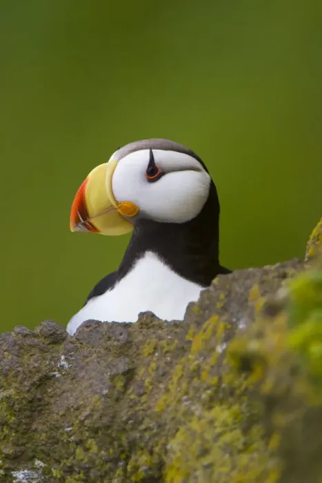 Framed Print : Horned puffin (Fratercula corniculata) close-up portrait, St. Paul Island, Pribilofs Framed Print : Horned puffin (Fratercula corniculata) close-up portrait, St. Paul Island, Pribilofs
