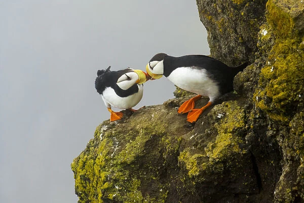 Horned puffins (Fratercula corniculata) pair interacting by touching bills while