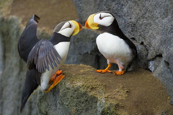 Horned puffins (Fratercula corniculata), one landing with outspread wings, to join
