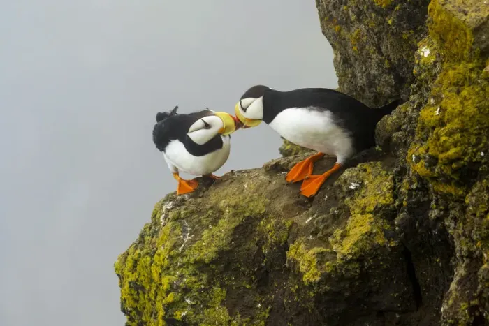 Framed Print : Horned puffins (Fratercula corniculata) pair interacting by touching bills while Framed Print : Horned puffins (Fratercula corniculata) pair interacting by touching bills while