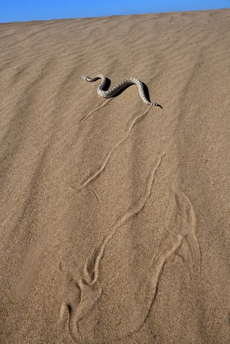 Framed Print : Horned rattlesnake (Crotalus cerastes) moving across sand dunes, Imperial Dunes, California, USA Framed Print : Horned rattlesnake (Crotalus cerastes) moving across sand dunes, Imperial Dunes, California, USA