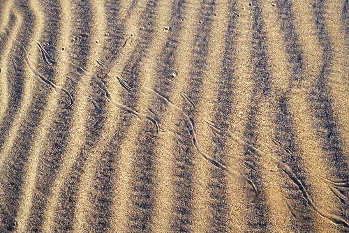 Framed Print : Horned rattlesnake (Crotalus cerastes) tracks in sand dunes, Imperial Dunes, California, USA Framed Print : Horned rattlesnake (Crotalus cerastes) tracks in sand dunes, Imperial Dunes, California, USA