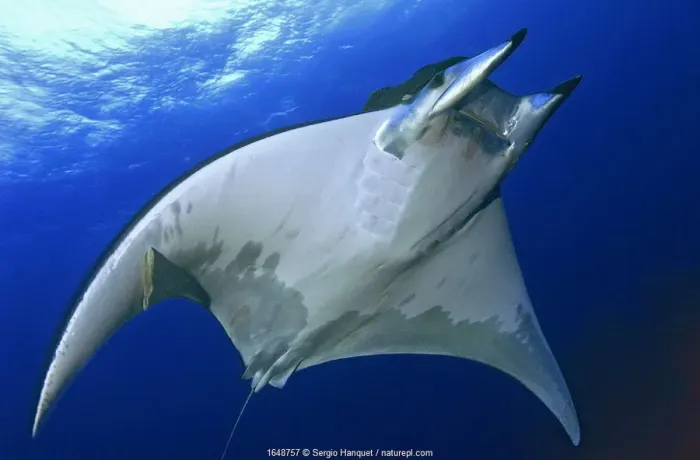 Framed Print : Horned ray (Mobula tarapacana) El Hierro, Canary Islands Framed Print : Horned ray (Mobula tarapacana) El Hierro, Canary Islands