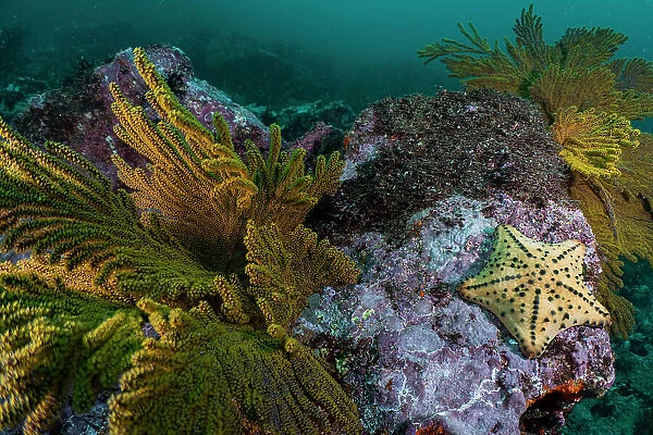 Horned sea star  /  Chocolate chip sea star (Protoreaster nodosus) on the rocky seabed, Isabela Island, Galapagos Islands, Pacific Ocean