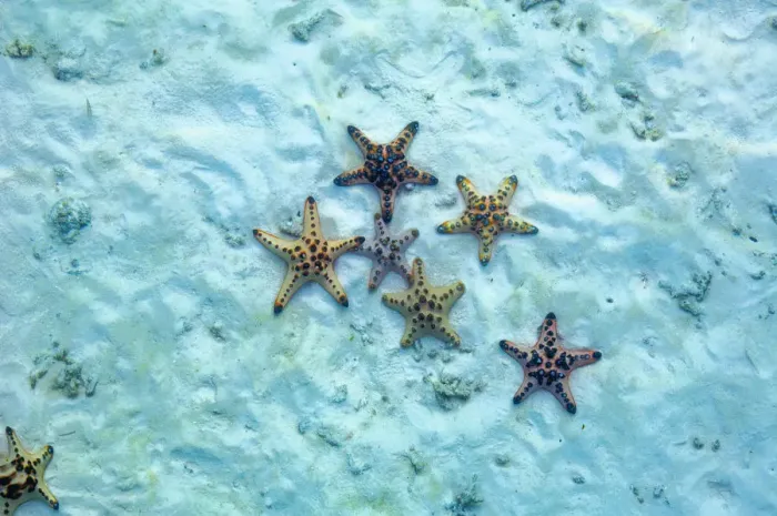 Framed Print : Horned sea star (Protoreaster nodosus ) on sea bed. Malaysia, Indo-Pacific Framed Print : Horned sea star (Protoreaster nodosus ) on sea bed. Malaysia, Indo-Pacific