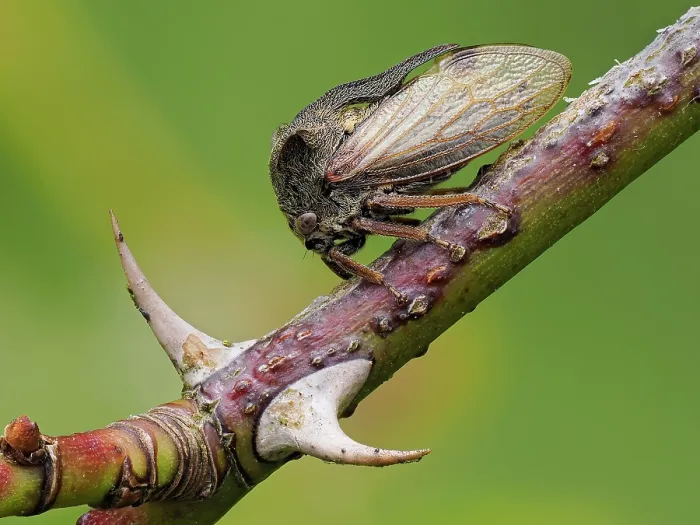 Framed Print : Horned treehopper (Centrotus cornutus) resting on Dog rose (Rosa canina) among thorns, Oxfordshire, England, UK. June. Focus stacked Framed Print : Horned treehopper (Centrotus cornutus) resting on Dog rose (Rosa canina) among thorns, Oxfordshire, England, UK. June. Focus stacked