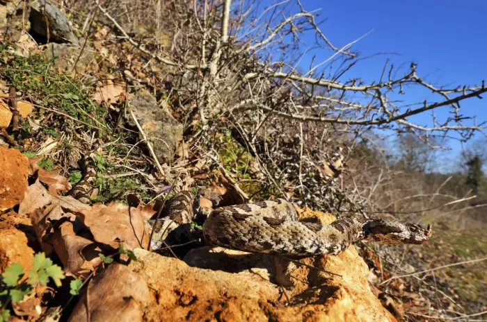 Framed Print : Horned viper (Vipera ammodytes) in natural setting, Turkey Framed Print : Horned viper (Vipera ammodytes) in natural setting, Turkey