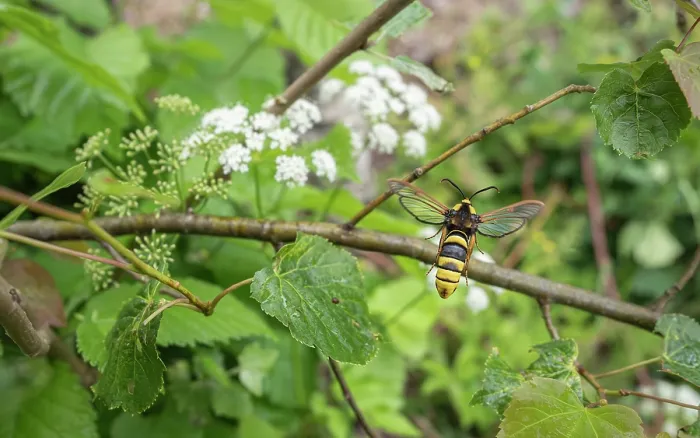 Framed Print : Hornet moth (Sesia apiformis), a hornet mimic, resting on a branch, Estonia. June Framed Print : Hornet moth (Sesia apiformis), a hornet mimic, resting on a branch, Estonia. June