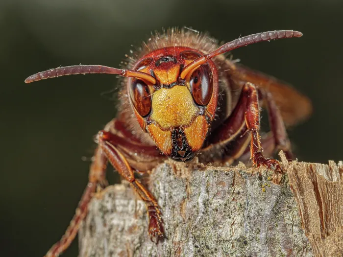 Framed Print : Hornet (Vespa crabro) chewing on wooden stump, Podere Montecucco, Orvieto, Umbria, Italy. June Framed Print : Hornet (Vespa crabro) chewing on wooden stump, Podere Montecucco, Orvieto, Umbria, Italy. June
