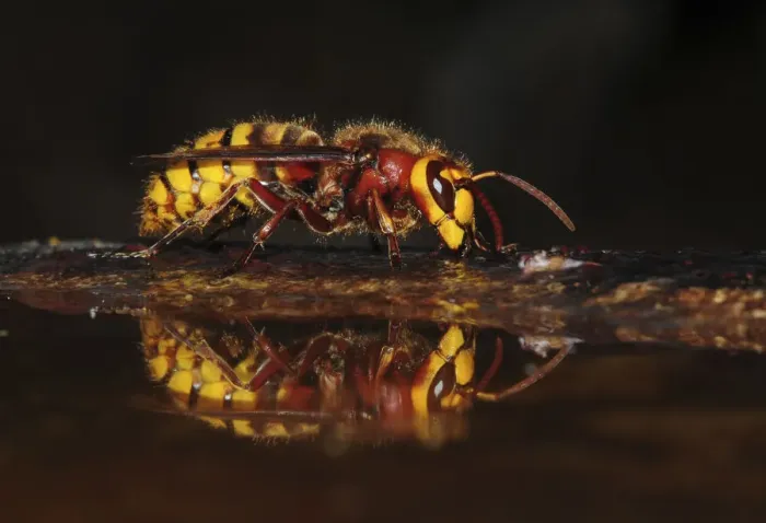 Framed Print : Hornet (Vespa crabro) drinking at bird bath. Dorset, UK, July Framed Print : Hornet (Vespa crabro) drinking at bird bath. Dorset, UK, July