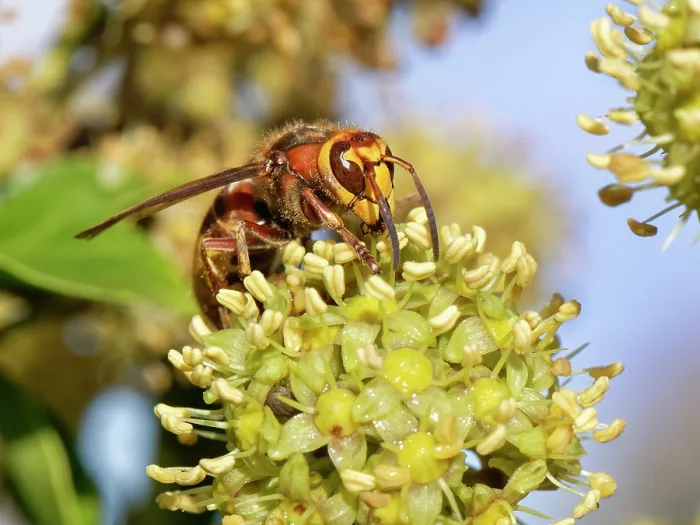 Framed Print : Hornet (Vespa crabro) feeding on Ivy flowers (Hedera helix), Wiltshire garden, England, UK. October Framed Print : Hornet (Vespa crabro) feeding on Ivy flowers (Hedera helix), Wiltshire garden, England, UK. October