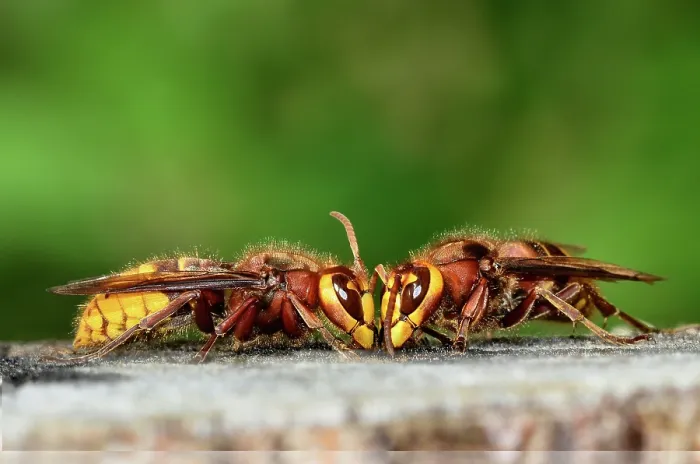 Framed Print : Two Hornets (Vespa crabro) feeding, portrait, Dorset, England, UK. September Framed Print : Two Hornets (Vespa crabro) feeding, portrait, Dorset, England, UK. September