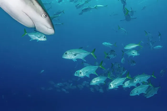 Framed Print : Horse-eye jack fish (Caranx latus) schooling around Caribbean reef sharks (Carcharhinus perezi) near Eleuthera Island, Bahamas, North Atlantic Ocean