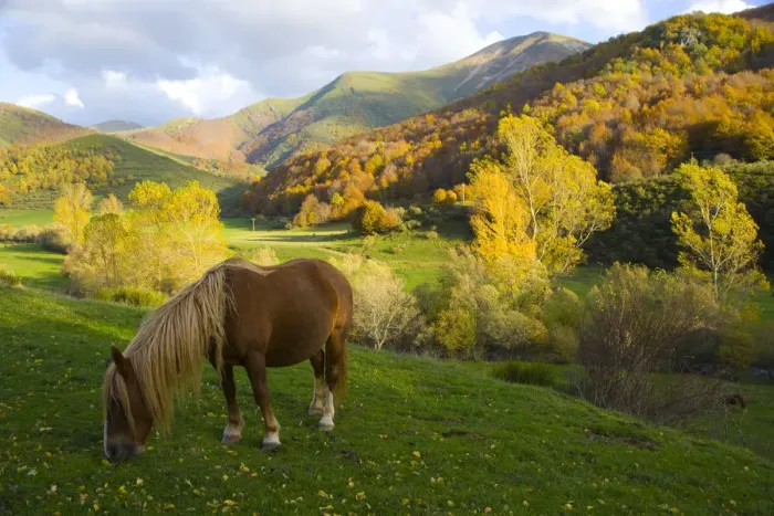 Framed Print : Horse grazing in mountain valley, autumn, Casasuertes, Picos de Europa NP, Leon, Northern Framed Print : Horse grazing in mountain valley, autumn, Casasuertes, Picos de Europa NP, Leon, Northern