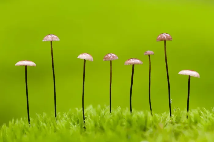 Framed Print : Horse hair parachute mushrooms (Marasmius androsacaceus) Belarus, June 2009. WWE BOOK Framed Print : Horse hair parachute mushrooms (Marasmius androsacaceus) Belarus, June 2009. WWE BOOK