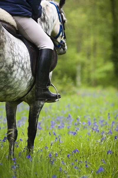 Horse and rider trekking through bluebell wood Brecon Beacons National Park, Powys