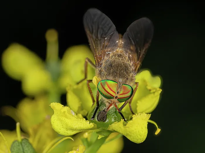 Framed Print : Horsefly (Tabanus promesogaeus) feeding on a Rue (Ruta sp.) flower, Podere Montecucco, Orvieto, Umbria, Italy. June Framed Print : Horsefly (Tabanus promesogaeus) feeding on a Rue (Ruta sp.) flower, Podere Montecucco, Orvieto, Umbria, Italy. June