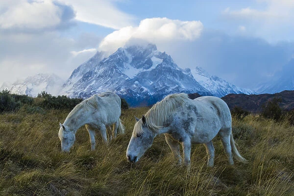 Horses grazing in front of mountain landscape, Torres del Paine National Park, Chile