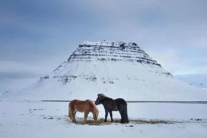 Framed Print : Horses grazing in the snow in front of Kirkjufell, Snaefellsness Peninsula, Iceland Framed Print : Horses grazing in the snow in front of Kirkjufell, Snaefellsness Peninsula, Iceland