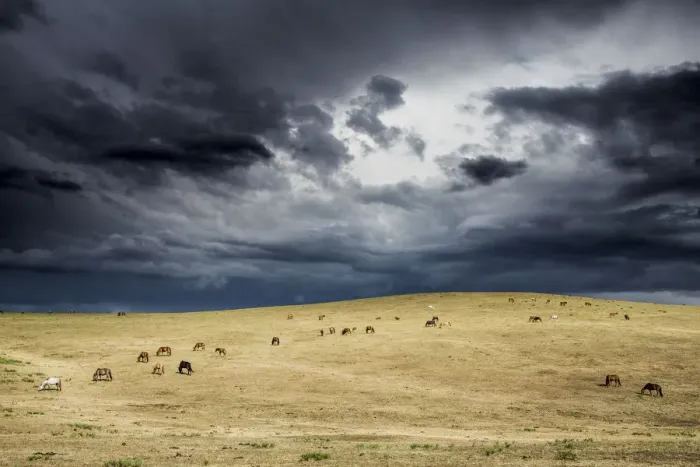 Framed Print : Horses grazing in steppe grassland, Altanbulag, Mongolia Framed Print : Horses grazing in steppe grassland, Altanbulag, Mongolia