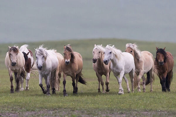 Horses running in grassland. Bashang Grassland, near Zhangjiakou, Hebei Province