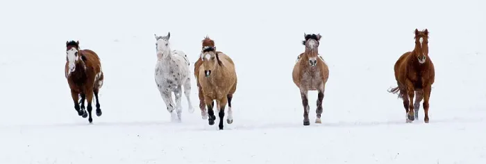 Framed Print : Horses running in the snow, Flitner Ranch, Shell, Wyoming, USA