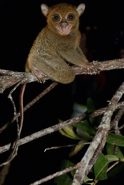 Horsfields tarsier  /  Western tarsier ( Tarsius bancanus ssp. saltator) Belitung Island