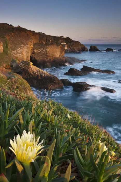 Framed Print : Hottentot fig (Carpobrotus edulis) on the cliff at Lizard Point
