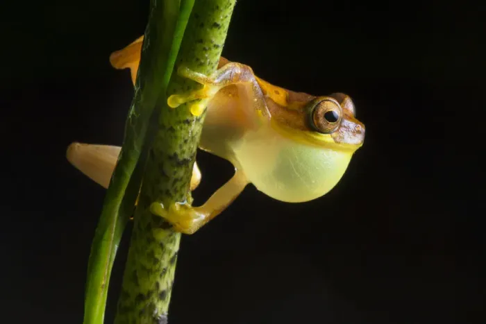 Framed Print : Hourglass treefrog (Dendropsophus ebraccatus) male with inflated vocal sac calling at night