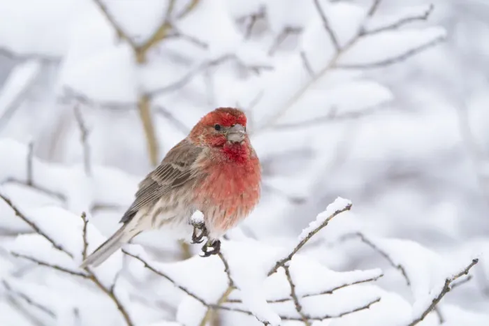 Framed Print : House finch (Carpodacus mexicanus) male in breeding plumage perched amid snow-covered Framed Print : House finch (Carpodacus mexicanus) male in breeding plumage perched amid snow-covered