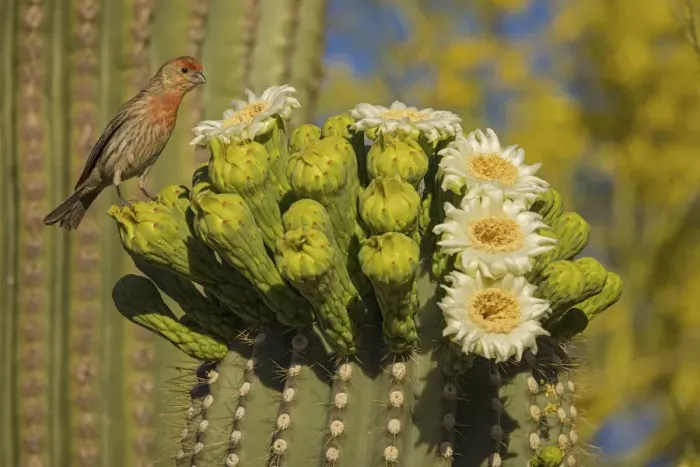 Framed Print : House finch (Carpodacus mexicanus) perched on Saguaro cactus (Carnegiea gigantea) Framed Print : House finch (Carpodacus mexicanus) perched on Saguaro cactus (Carnegiea gigantea)