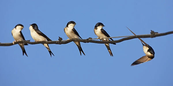 House martins (Delichon urbicum) perched in a row on wire, with another in flight